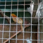 phoca_thumb_m_tropic zajici 37 Fotogalerie